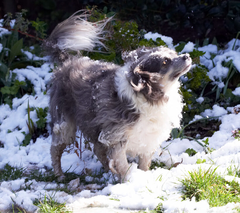 Animal, Animals, Canine, Canines, Chihuahuas, Dog, Dogs, Land Mammal, Land Mammals, Longhaired Chihuahua, Play, Playing, Playtime, Rose, Snow, Terrestrial Mammal, Terrestrial Mammals