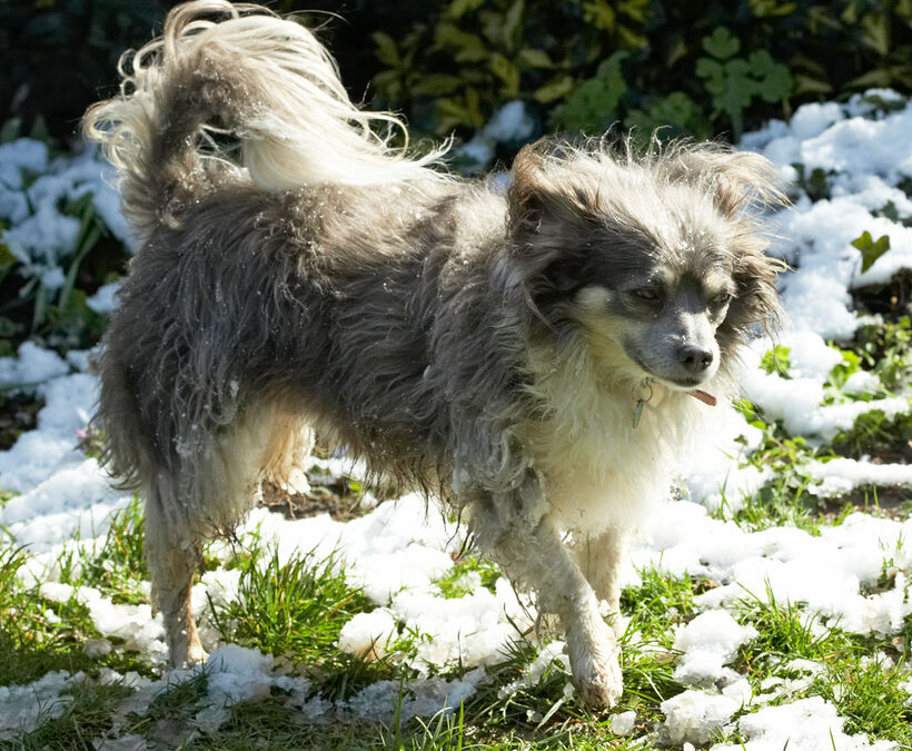 Animal, Animals, Canine, Canines, Chihuahuas, Dog, Dogs, Land Mammal, Land Mammals, Longhaired Chihuahua, Play, Playing, Playtime, Rose, Snow, Terrestrial Mammal, Terrestrial Mammals