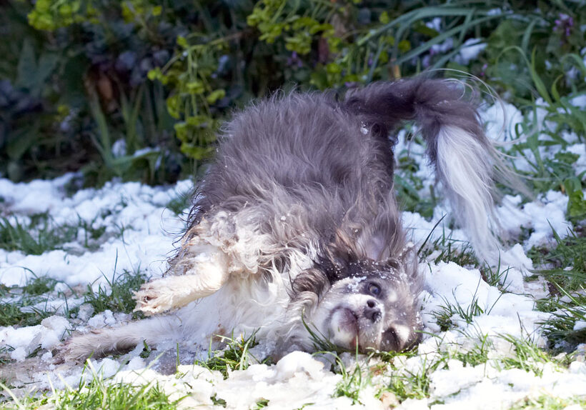 Animal, Animals, Canine, Canines, Chihuahuas, Dog, Dogs, Land Mammal, Land Mammals, Longhaired Chihuahua, Play, Playing, Playtime, Roll, rolling, Rose, Snow, Terrestrial Mammal, Terrestrial Mammals