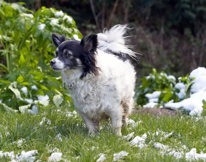Animal, Animals, Canine, Canines, Chihuahuas, Dog, Dogs, Land Mammal, Land Mammals, Longhaired Chihuahua, Matt, Play, Playing, Playtime, Snow, Terrestrial Mammal, Terrestrial Mammals