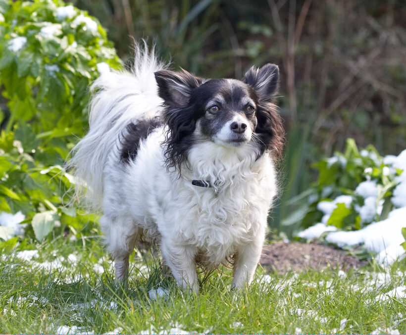 Animal, Animals, Canine, Canines, Chihuahuas, Dog, Dogs, Land Mammal, Land Mammals, Longhaired Chihuahua, Matt, Play, Playing, Playtime, Snow, Terrestrial Mammal, Terrestrial Mammals