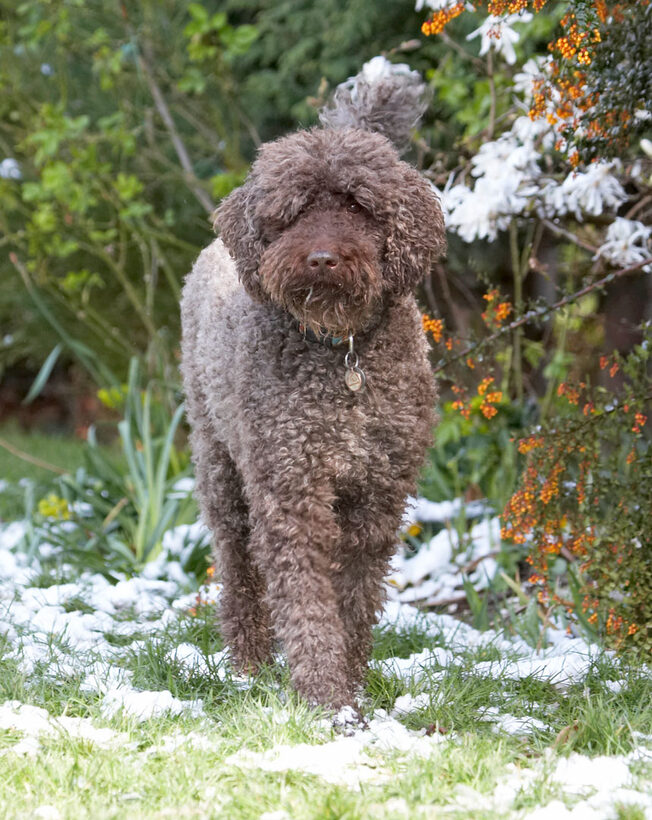 Animal, Animals, Canine, Canines, Dog, Dogs, Elvis, Land Mammal, Land Mammals, Play, Playing, playtime, Poodle, Poodles, Snow, Standard, Terrestrial Mammal, Terrestrial Mammals