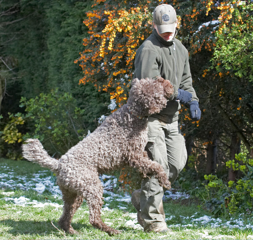 Animal, Animals, becky, Canine, Canines, Dog, Dogs, Elvis, Land Mammal, Land Mammals, Play, Playing, Playtime, Poodle, Poodles, Snow, Standard, Terrestrial Mammal, Terrestrial Mammals