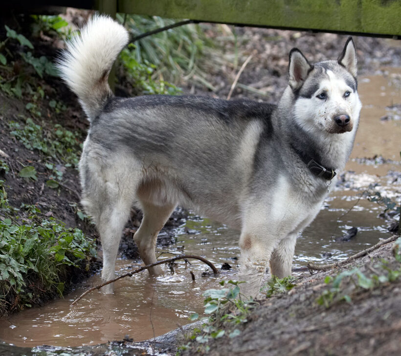 Animal, Animals, Canine, Canines, Dog, Dogs, Huskies, Husky, Land Mammal, Land Mammals, Play, Playing, playtime, Reeba, Terrestrial Mammal, Terrestrial Mammals