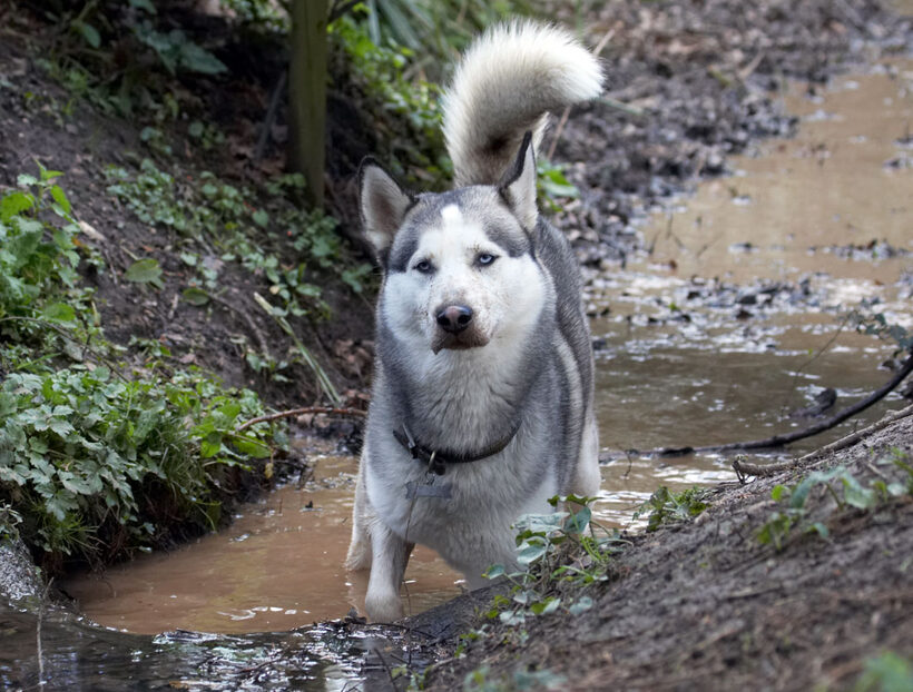 Animal, Animals, Canine, Canines, Dog, Dogs, Huskies, Husky, Land Mammal, Land Mammals, Play, Playing, playtime, Reeba, Terrestrial Mammal, Terrestrial Mammals