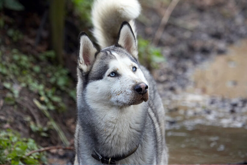 Animal, Animals, Canine, Canines, Dog, Dogs, Huskies, Husky, Land Mammal, Land Mammals, Play, Playing, playtime, Reeba, Terrestrial Mammal, Terrestrial Mammals
