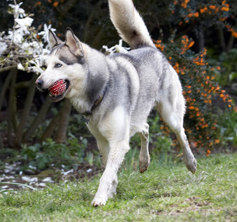 Animal, Animals, Canine, Canines, Dog, Dogs, Huskies, Husky, Land Mammal, Land Mammals, Play, Playing, playtime, Reeba, Terrestrial Mammal, Terrestrial Mammals