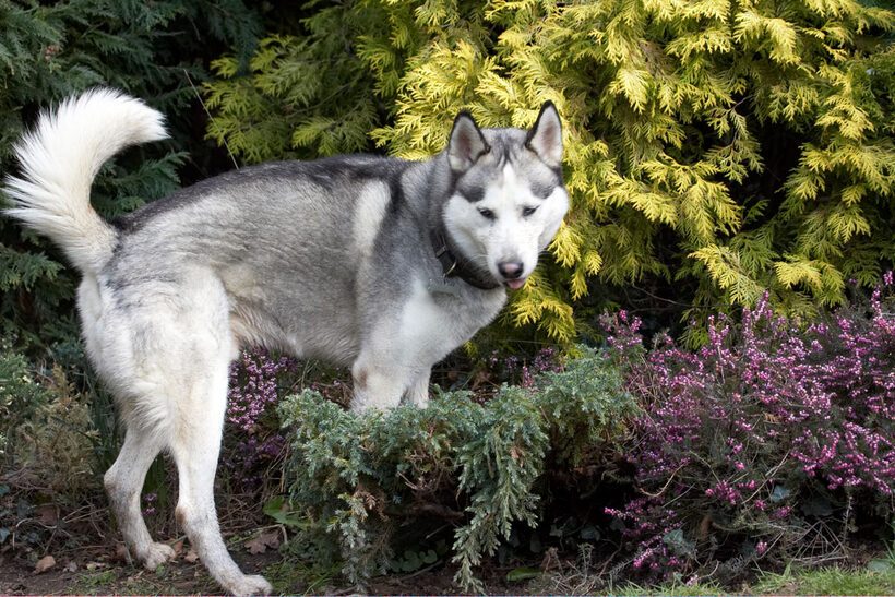 Animal, Animals, Canine, Canines, Dog, Dogs, Huskies, Husky, Land Mammal, Land Mammals, Play, Playing, playtime, Reeba, Terrestrial Mammal, Terrestrial Mammals