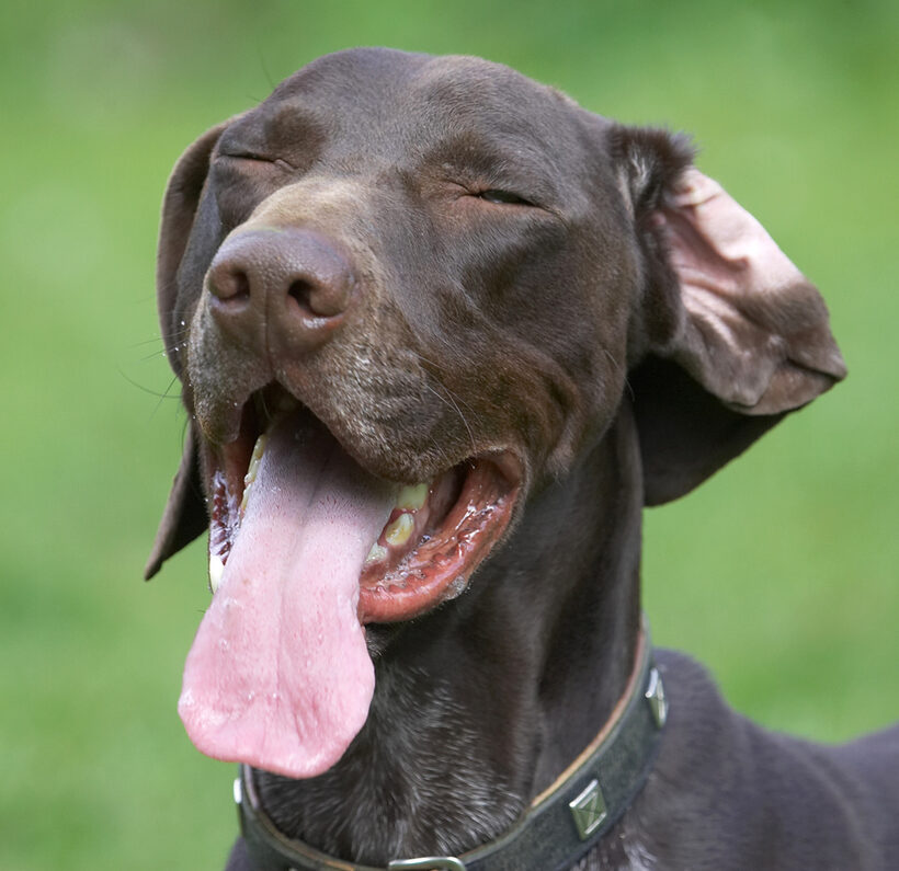 Just enjoying the air on my tongue