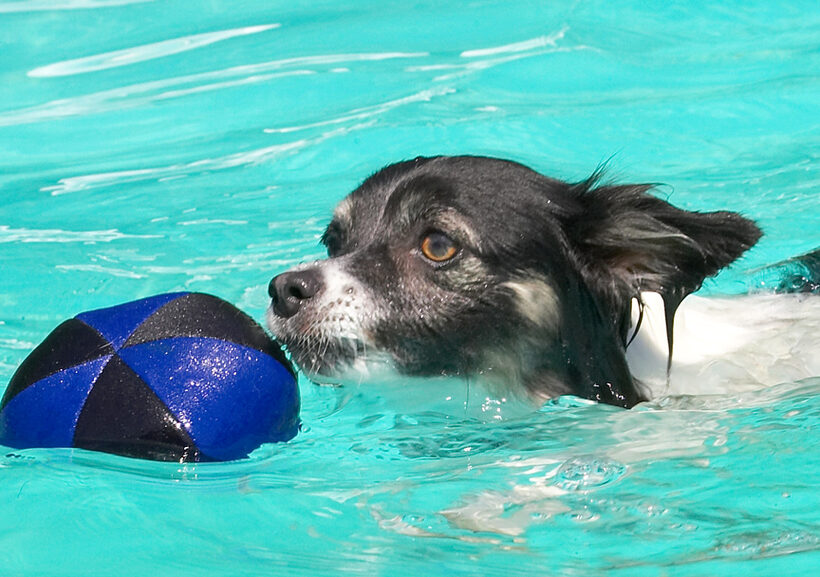 Now can I swim and get the ball at the same time?