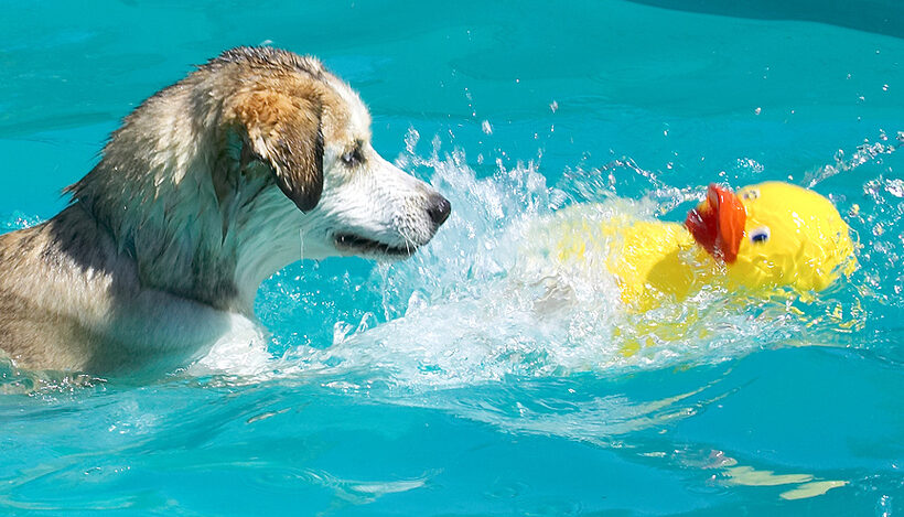 I'm determined to get the duck