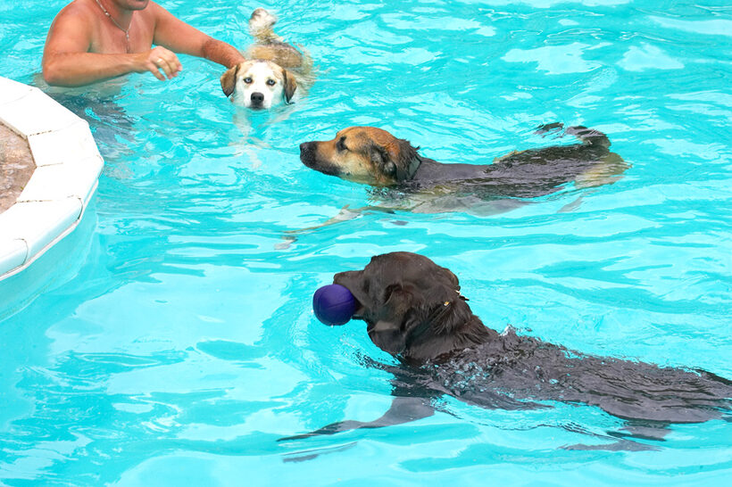 Great guys - a pool party