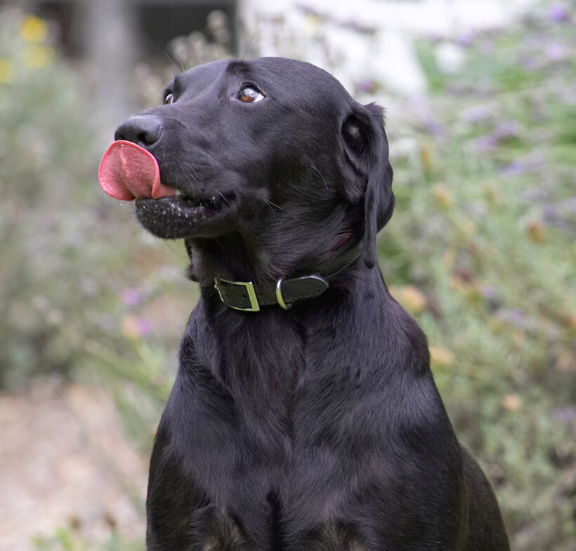 Just lickin' my chops