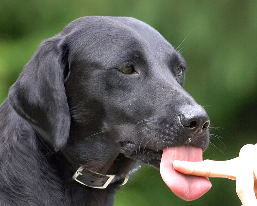 I knew I had this big tongue for a reason
