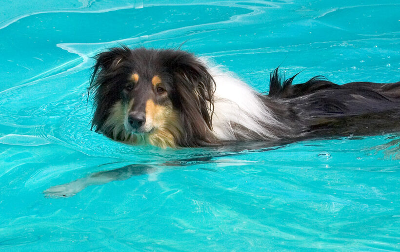 Waht?  You didn't know Lassie could swim?
