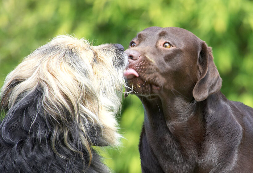 Hey, no tongues!!