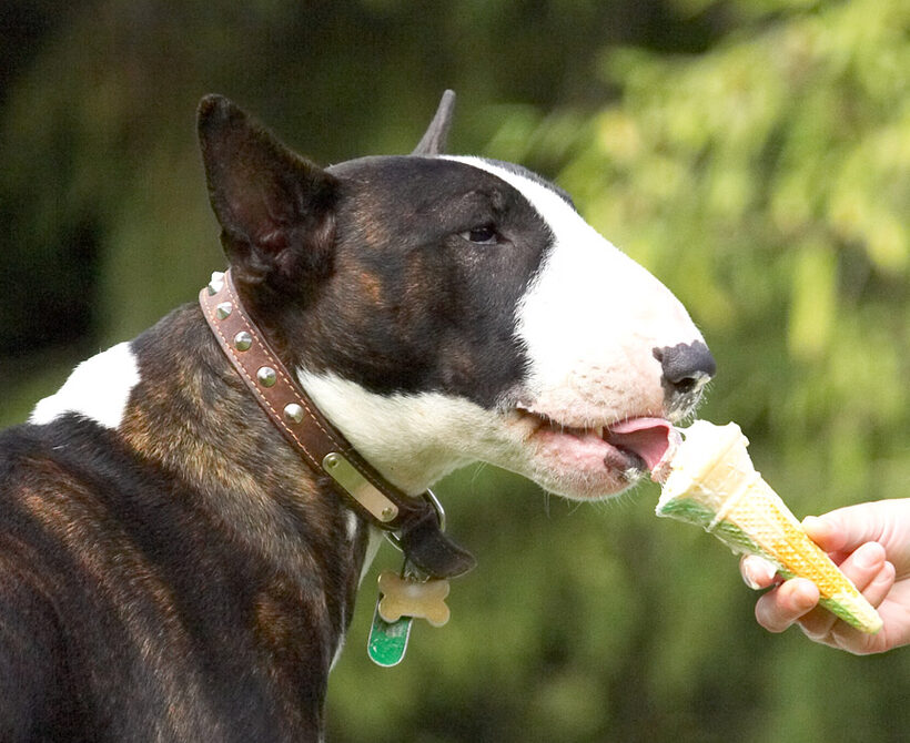 See, us bull terriers can eat daintily