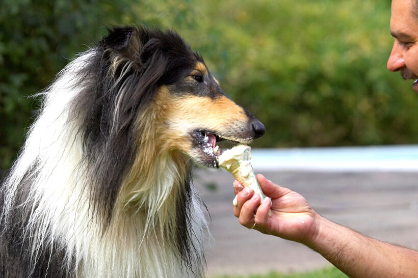 Licking is too slow; let's just bite