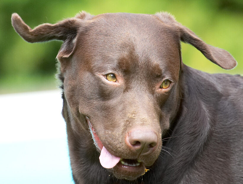 Look, exercising my ears and tongue at the same time