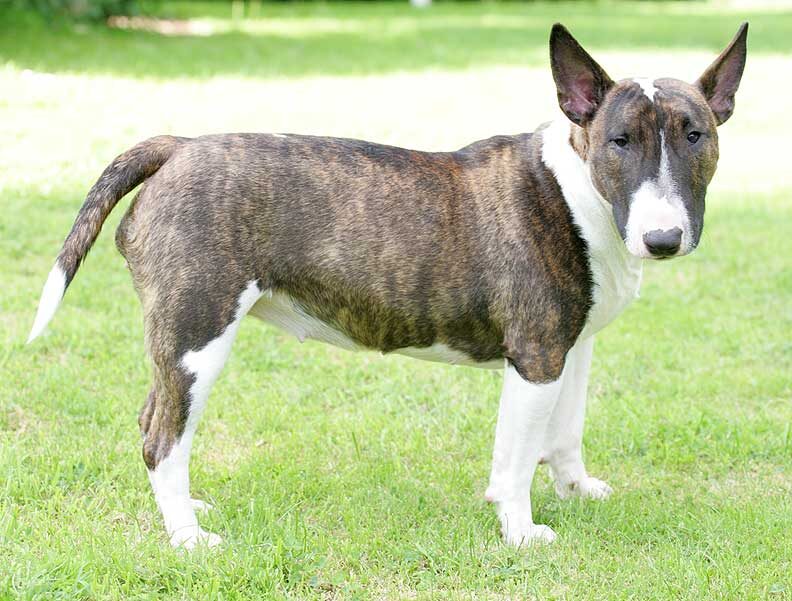 Gucci -- The Minature Bull Terrier