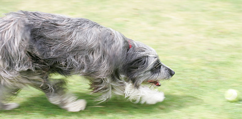 Nell Chasing A Ball