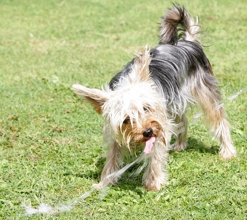 Layla Playing With the Garden Hose
