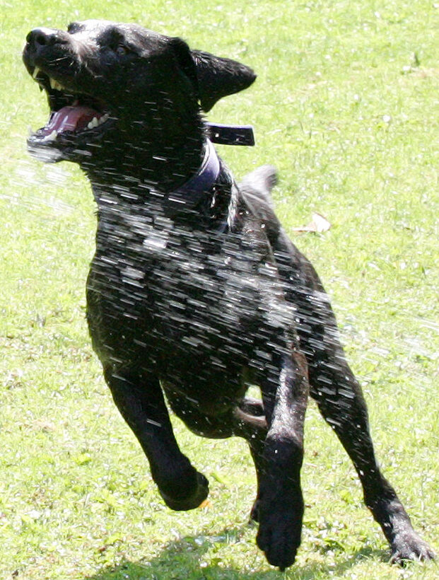 Harvey Buddy