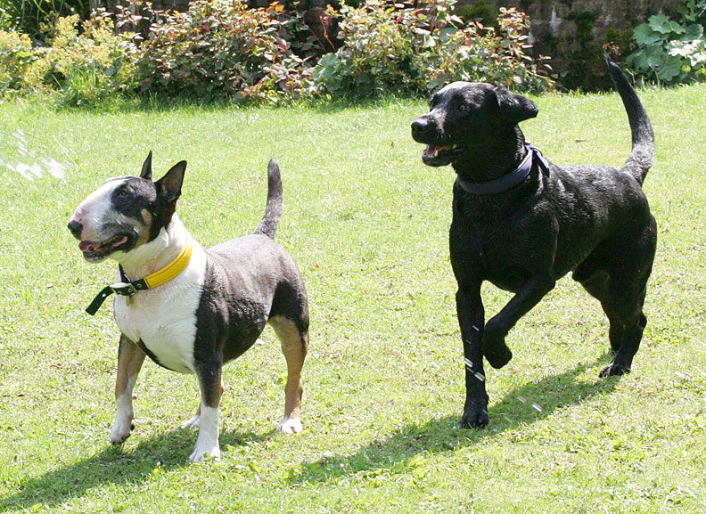 Tapa and Harvey Buddy