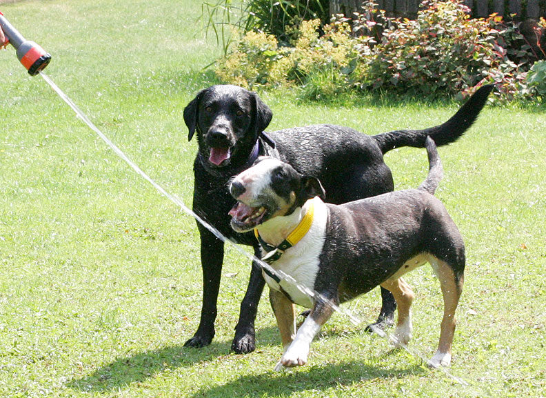 Tapa and Harvey Buddy