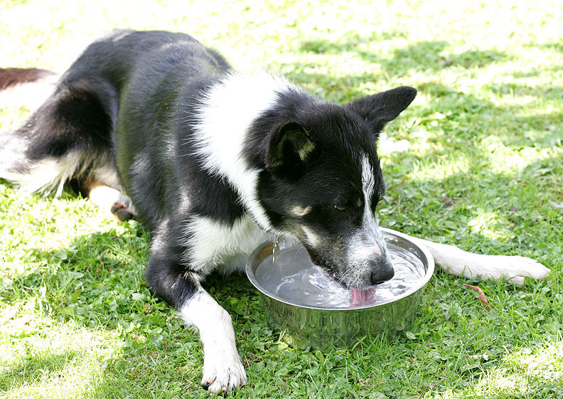 Harvey Having A Drink