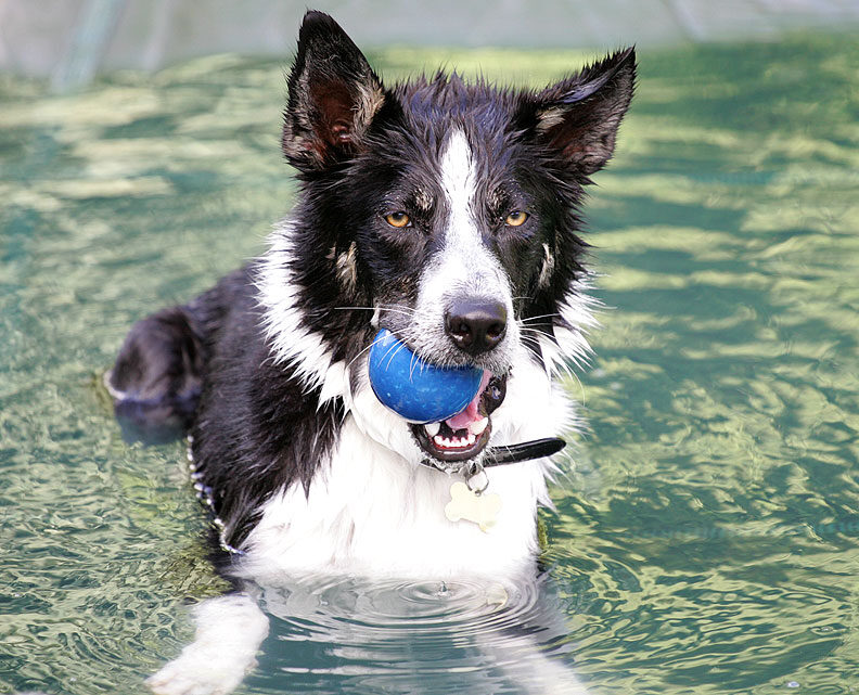 Harvey With The Blue Ball