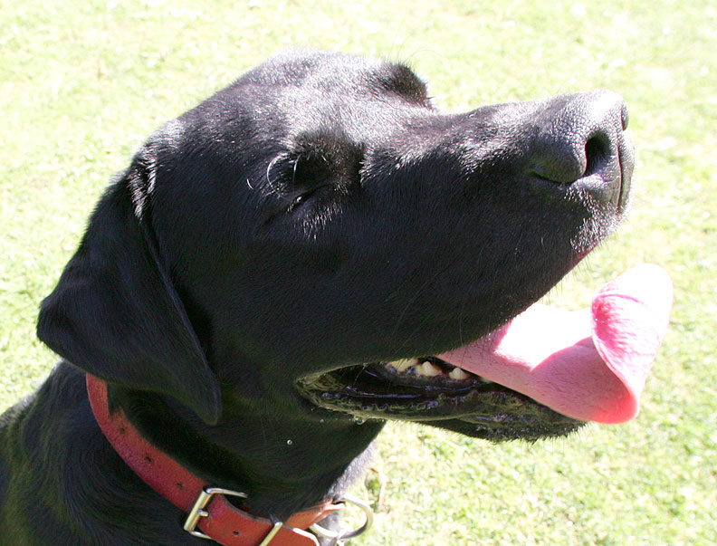 Max And His Curly Tongue