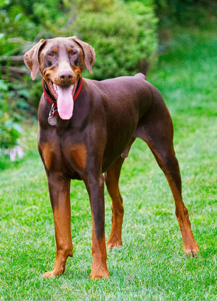 Doberman Pinscher, Dog, Dogs, Jess, Toby, Tongue