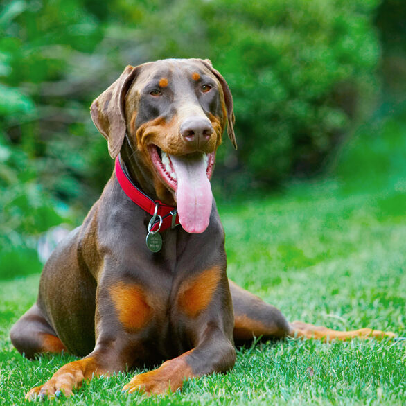 Doberman Pinscher, Dog, Dogs, Jess, Toby, Tongue