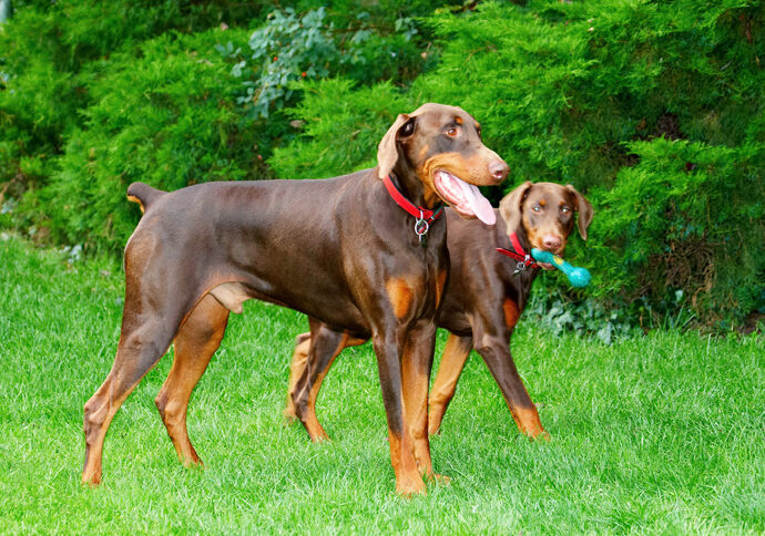 Doberman Pinscher, Dog, Dogs, Jess, Toby