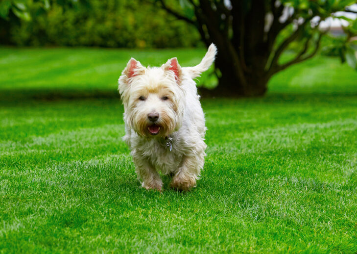 Dog, Dogs, Molly, Scruffy, Terriers, West Highland Terrier