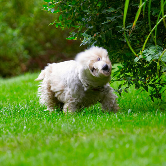 Dog, Dogs, Molly, Scruffy, Terriers, West Highland Terrier