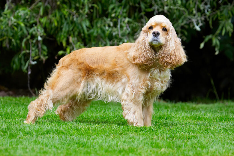 Alicia, American Cocker Spaniel, Dog, Dogs, Spaniel