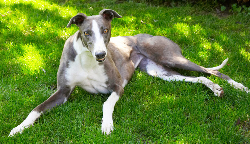 Dog, Dogs, Greyhound, Molly
