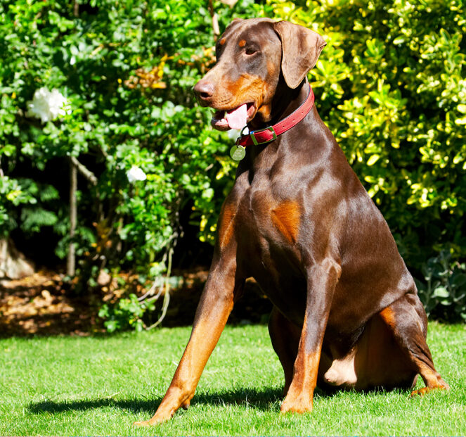 Doberman Pinscher, Dog, Dogs, Jess, Toby, Tongue