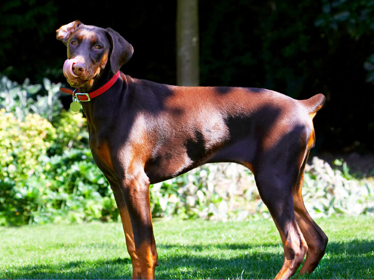 Doberman Pinscher, Dog, Dogs, Jess, Toby, Tongue