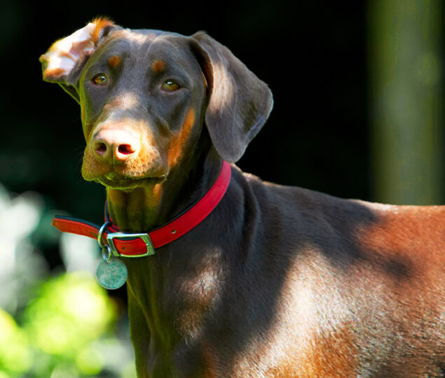 Doberman Pinscher, Dog, Dogs, Jess, Toby