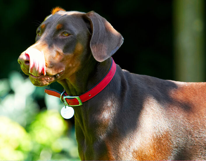 Doberman Pinscher, Dog, Dogs, Jess, Toby, Tongue
