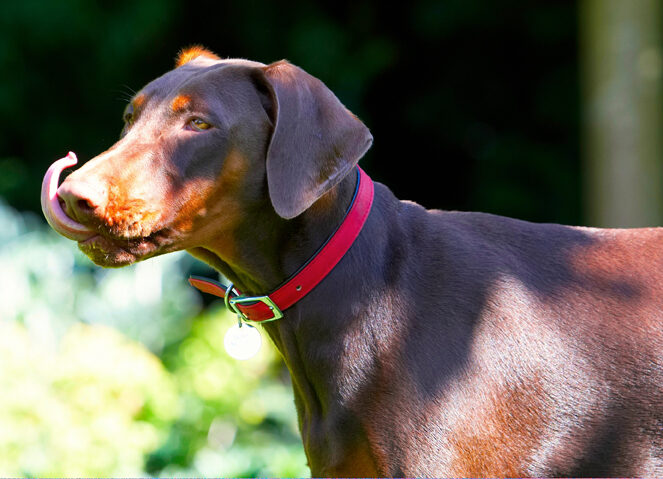 Doberman Pinscher, Dog, Dogs, Jess, Toby, Tongue