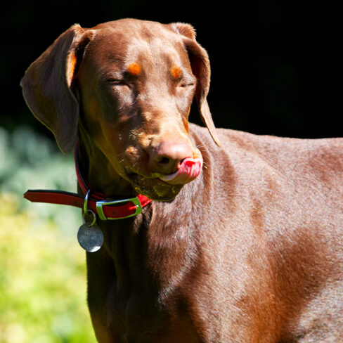 Doberman Pinscher, Dog, Dogs, Jess, Peanut Butter, Toby, Tongue