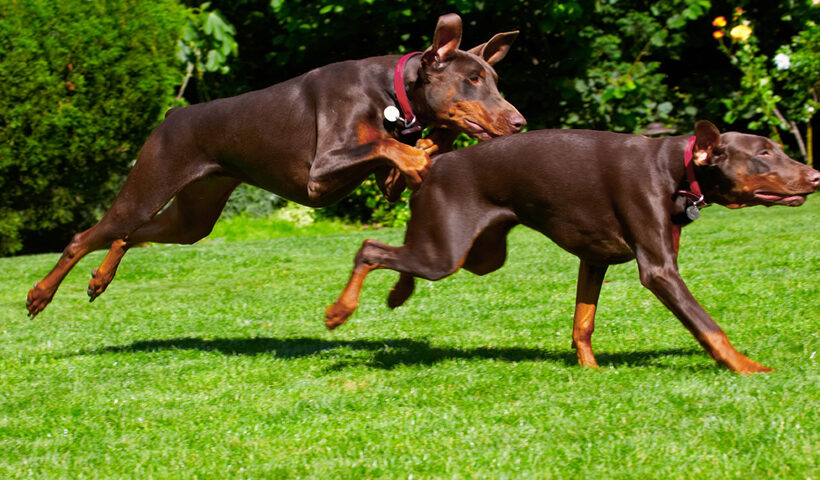 Doberman Pinscher, Dog, Dogs, Jess, Toby
