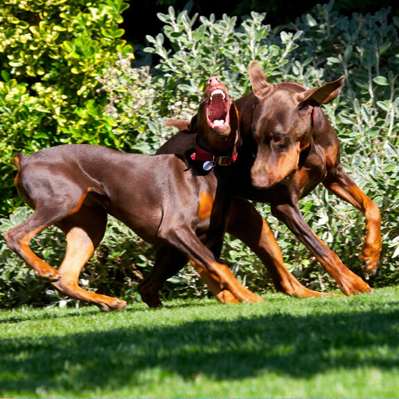 Doberman Pinscher, Dog, Dogs, Jess, Toby