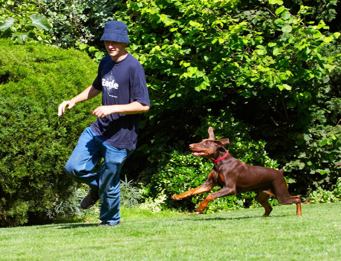 Doberman Pinscher, Dog, Dogs, Grzegorz, Jess, Toby