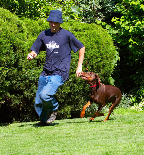 Doberman Pinscher, Dog, Dogs, Grzegorz, Jess, Toby