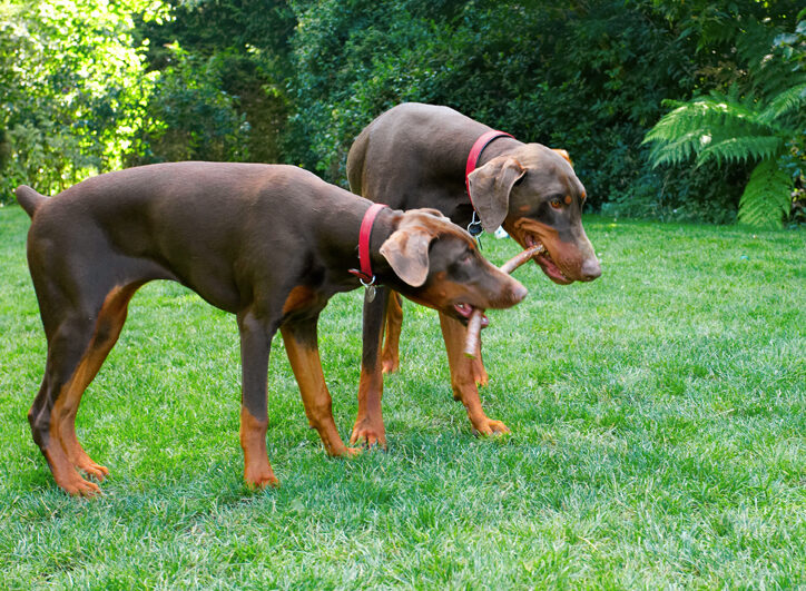 Doberman Pinscher, Dog, Dogs, Jess, Toby